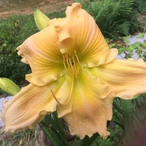 Meet your Posher, Doralee